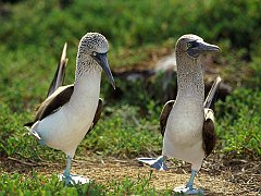 Dancing Blue Footed Boobies